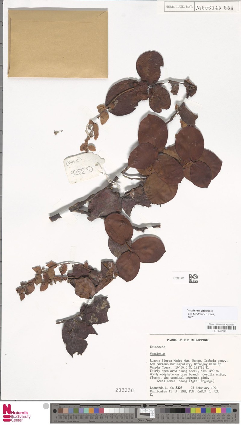 Vaccinium gitingense photo 4