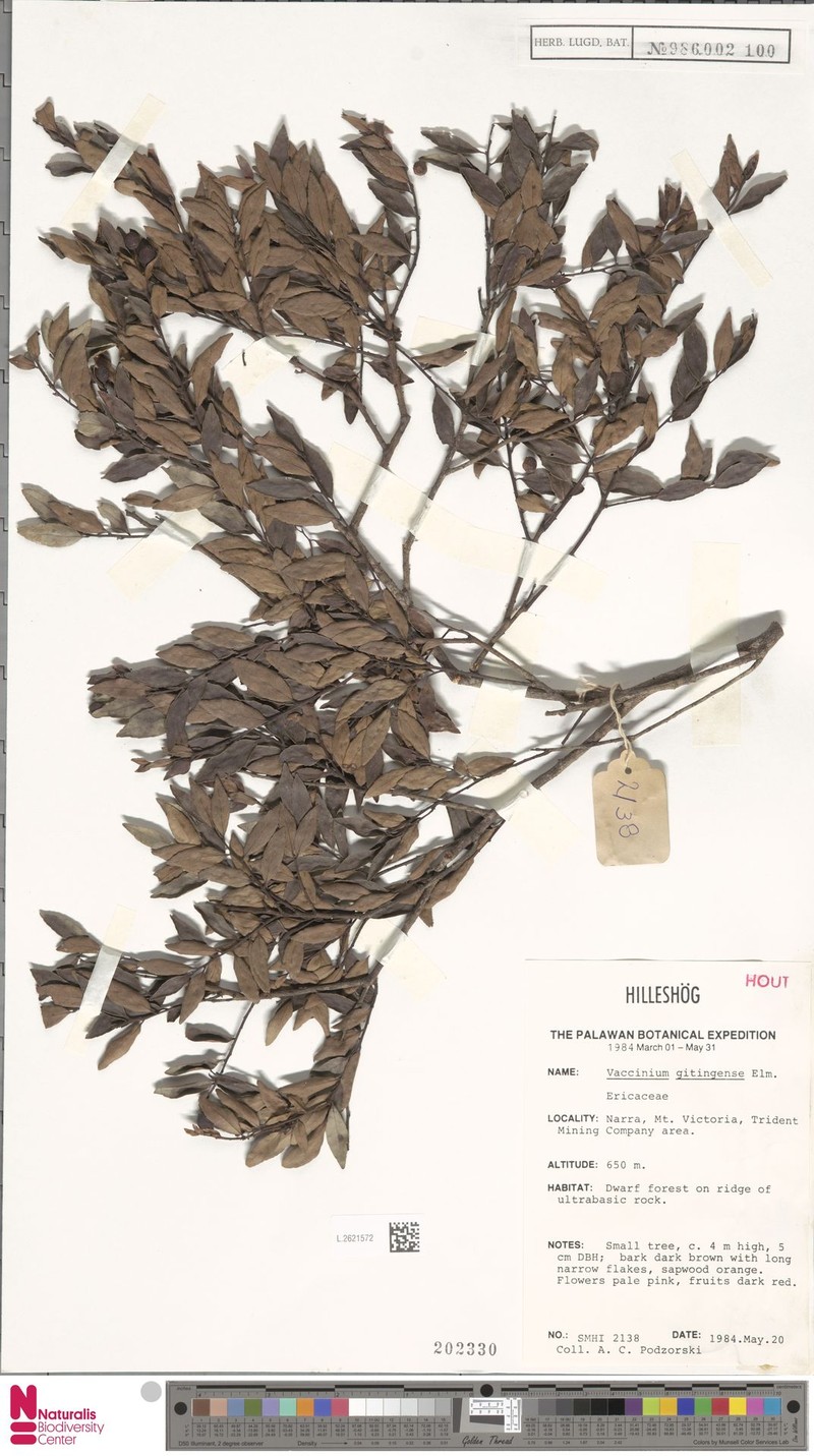 Vaccinium gitingense photo 5