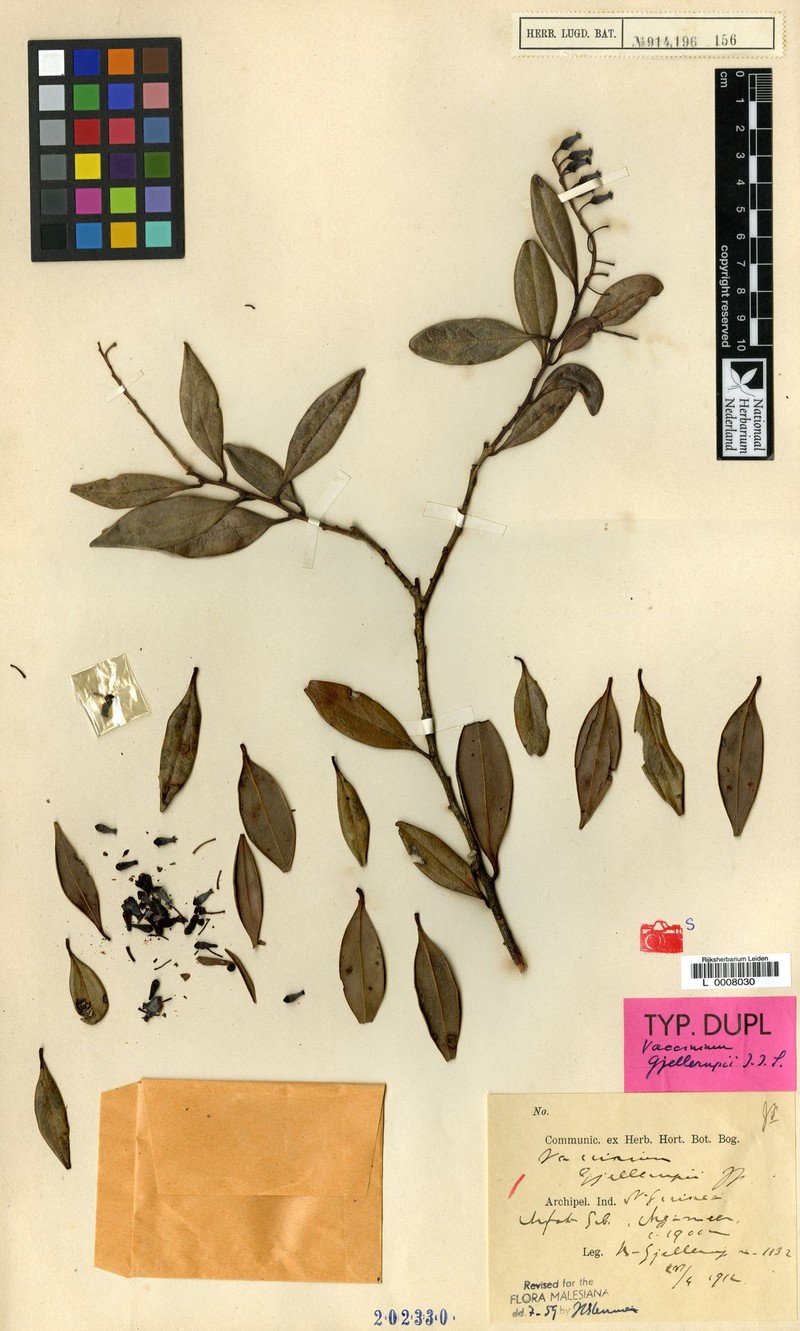 Vaccinium gjellerupii