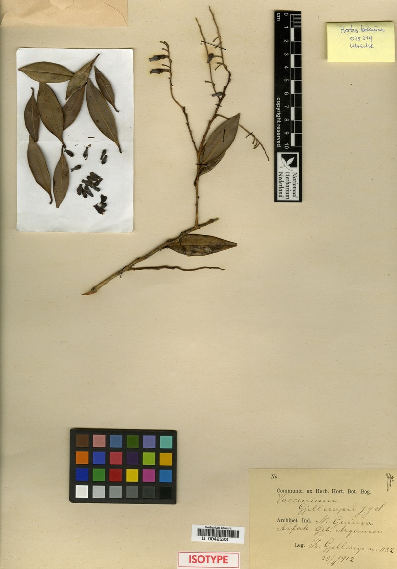 Vaccinium gjellerupii photo 2