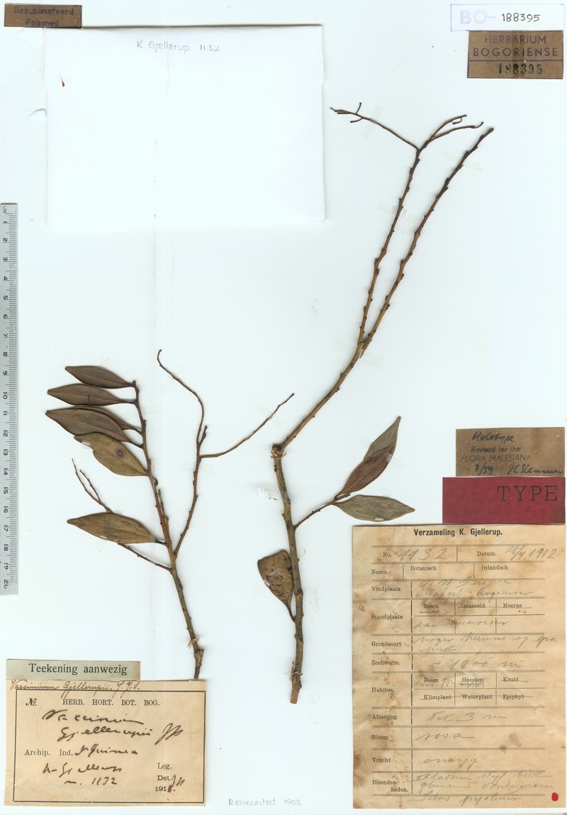 Vaccinium gjellerupii photo 3