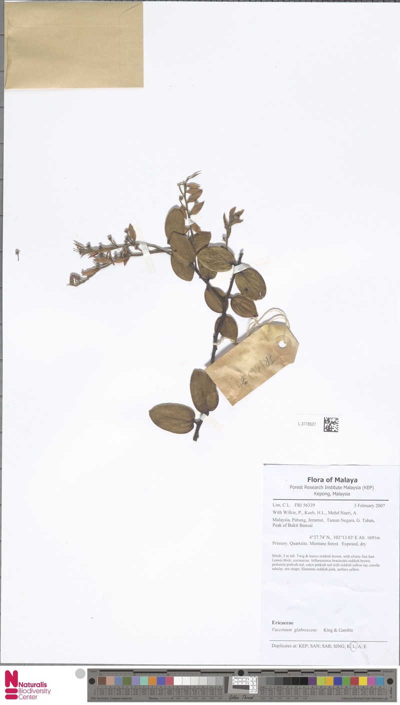 Vaccinium glabrescens