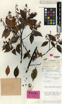 Vaccinium glandellatum