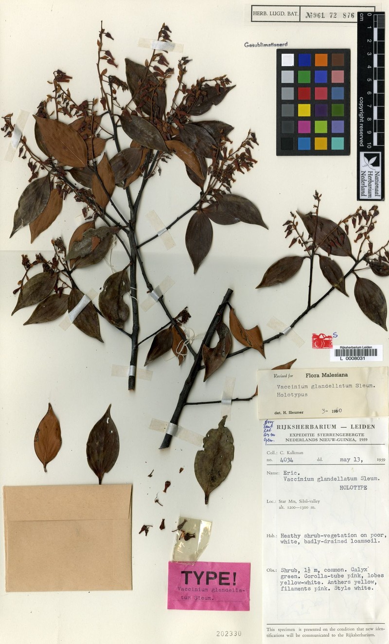 Vaccinium glandellatum