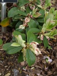 Vaccinium glaucoalbum