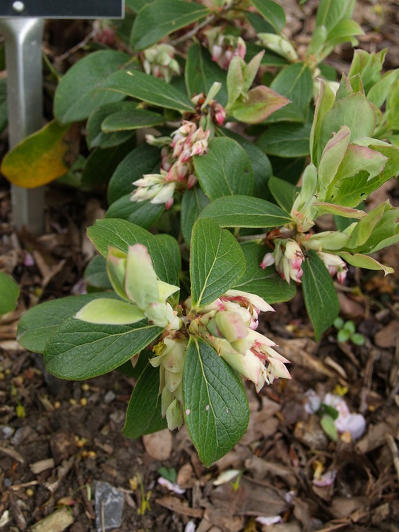 Vaccinium glaucoalbum