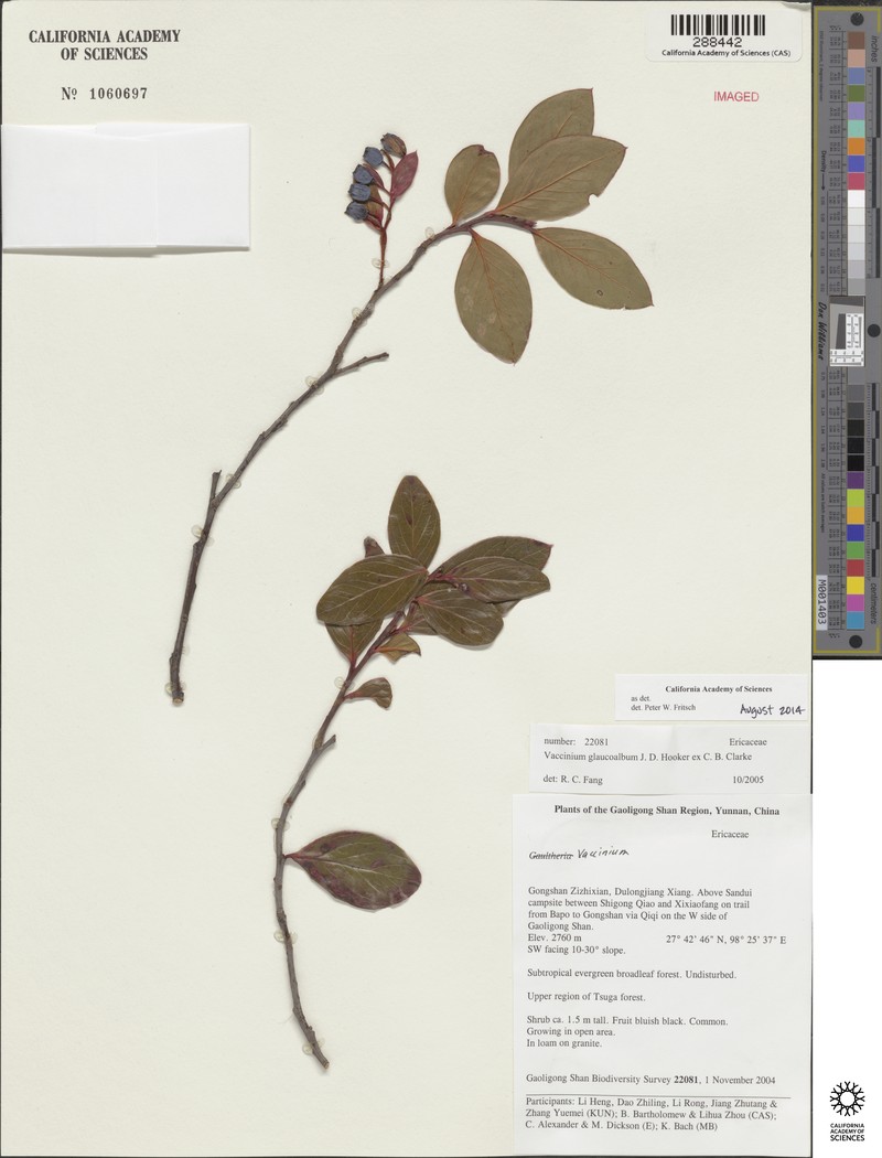 Vaccinium glaucoalbum photo 3