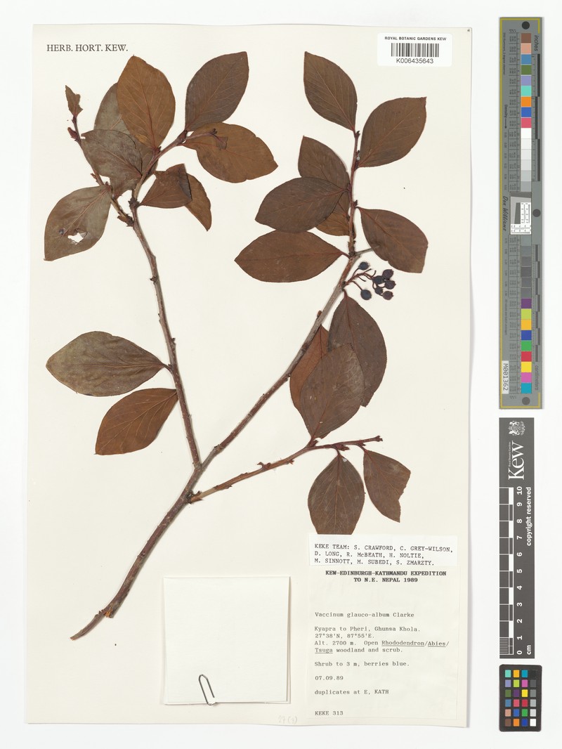 Vaccinium glaucoalbum photo 4