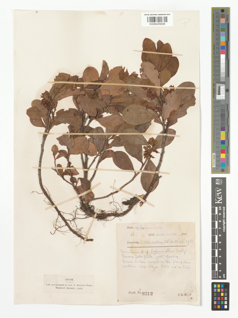 Vaccinium glaucoalbum photo 5
