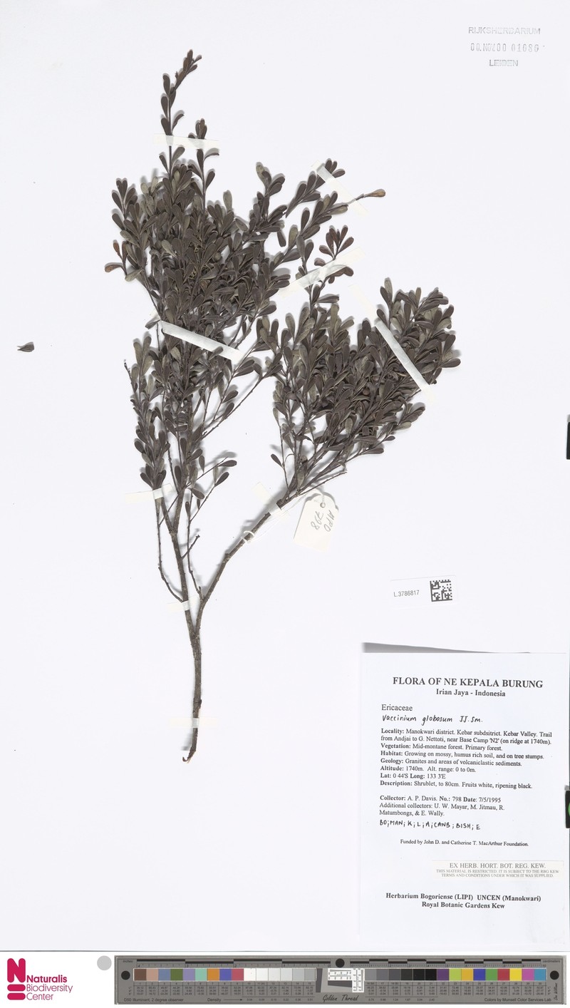 Vaccinium globosum