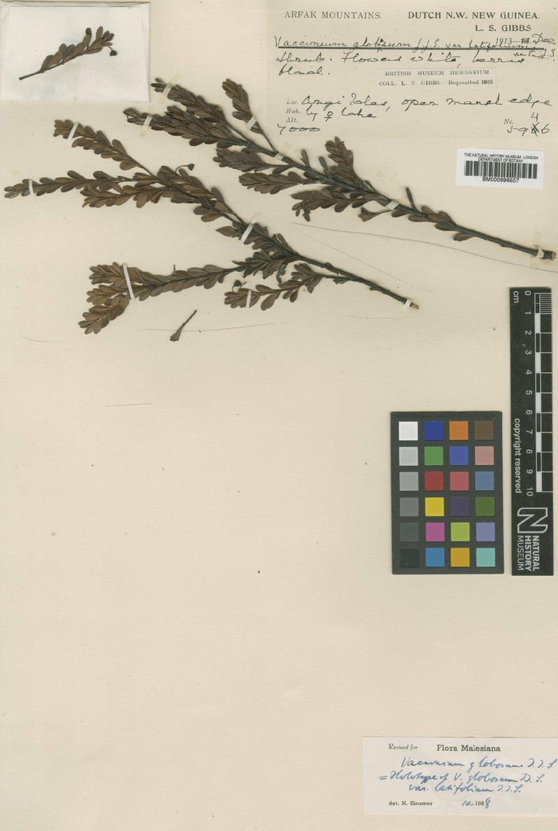 Vaccinium globosum photo 2
