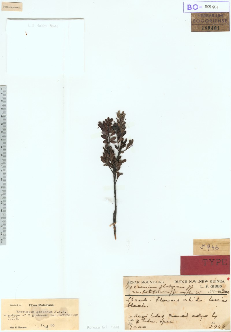 Vaccinium globosum photo 3
