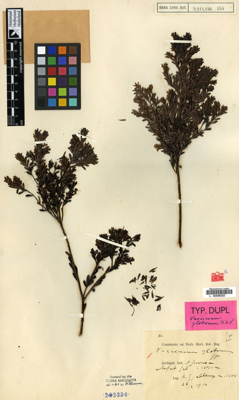 Vaccinium globosum photo 4