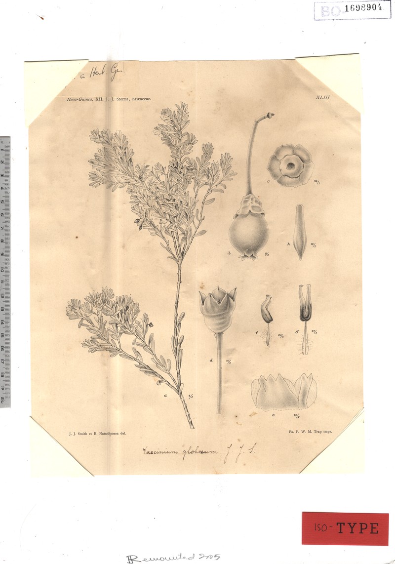 Vaccinium globosum photo 5