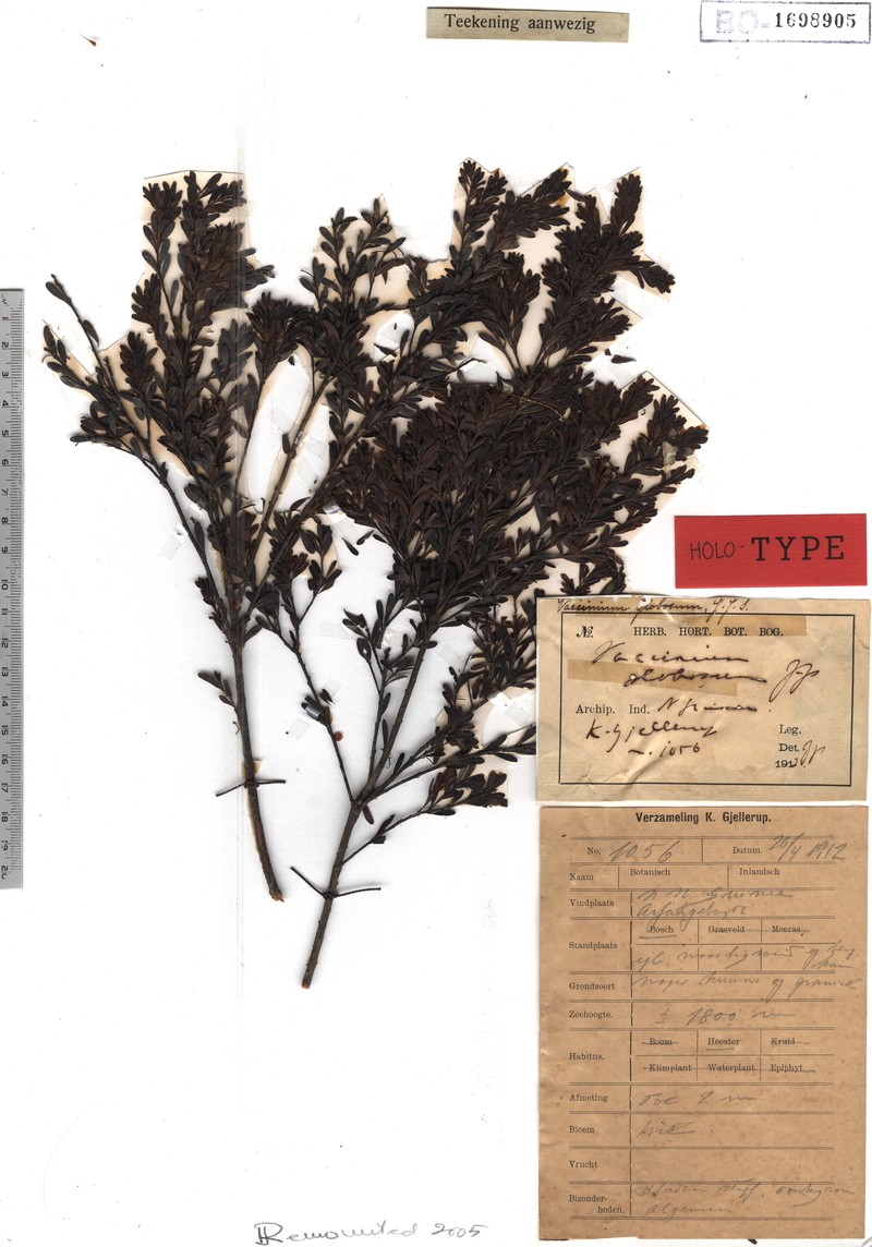 Vaccinium globosum photo 6