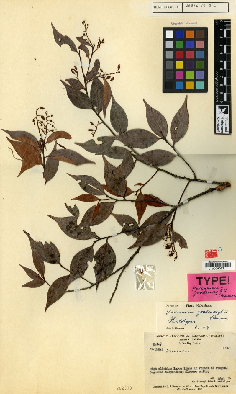 Vaccinium goodenoughii
