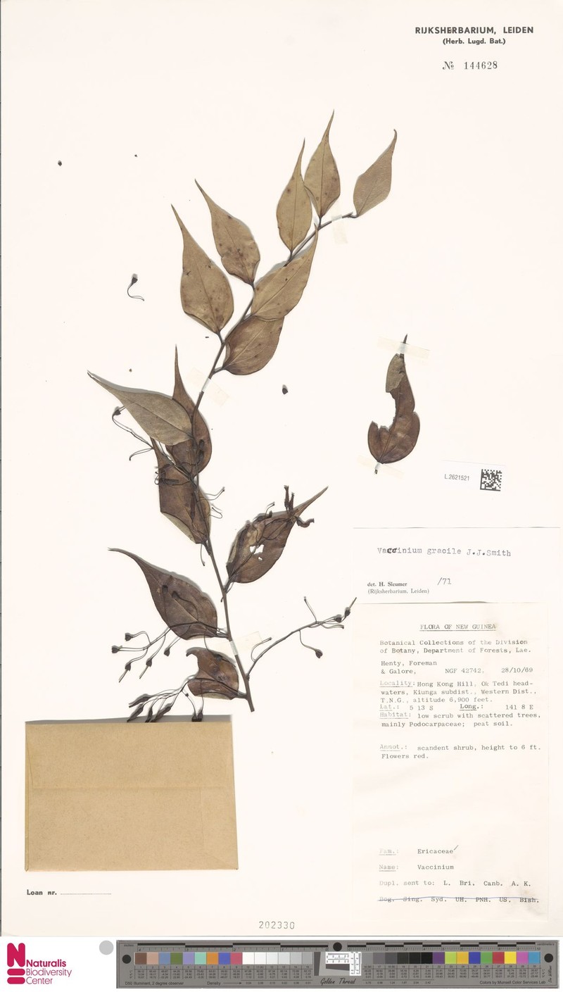 Vaccinium gracile