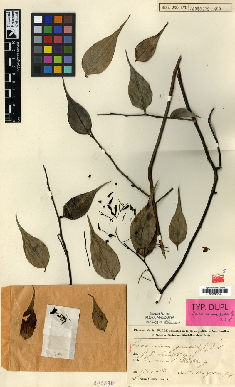 Vaccinium gracile photo 2