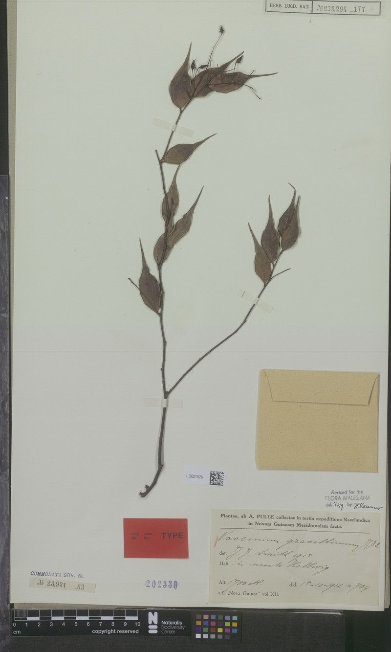Vaccinium gracile photo 3