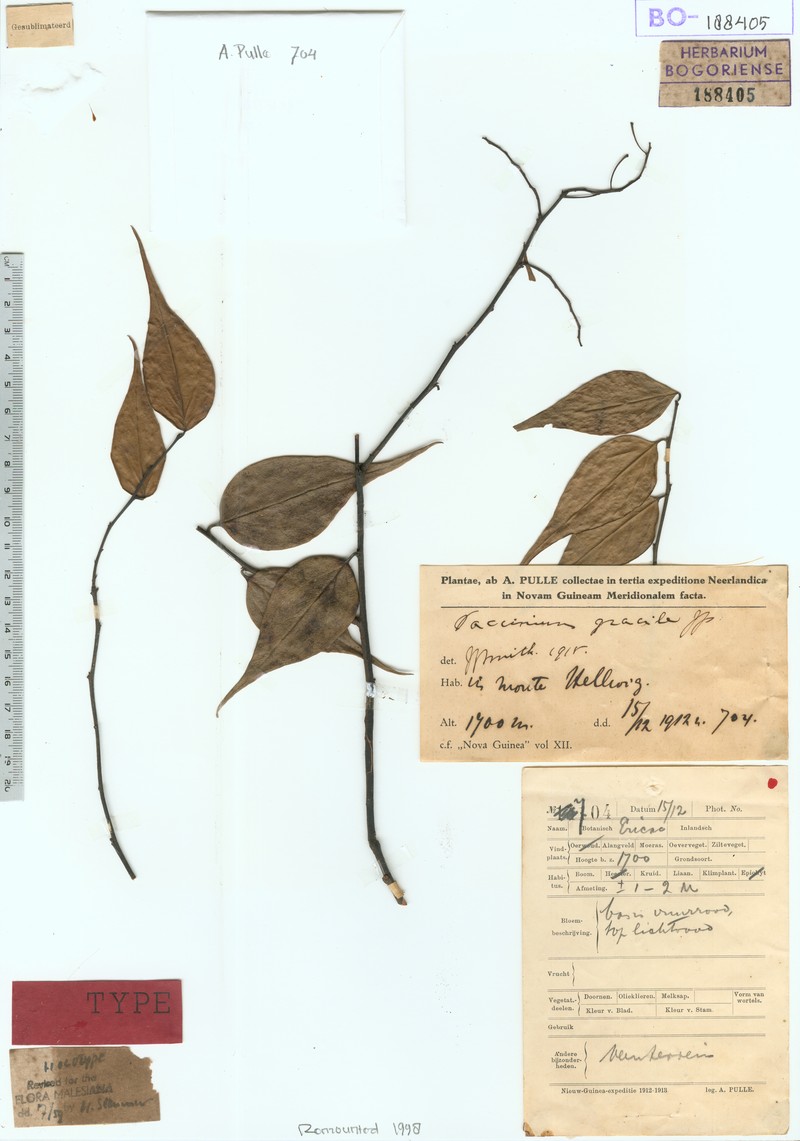 Vaccinium gracile photo 5