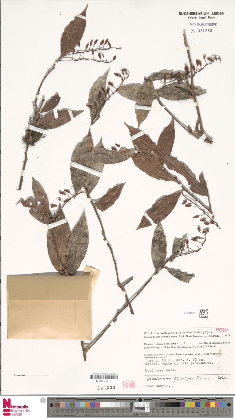 Vaccinium gracilipes
