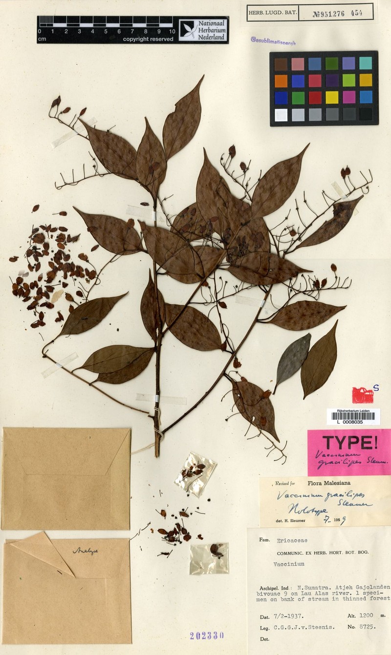 Vaccinium gracilipes photo 2