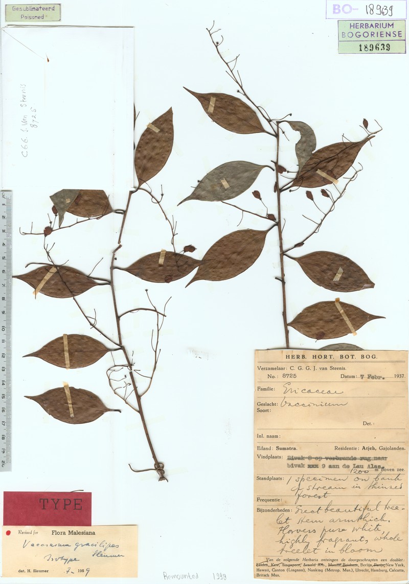 Vaccinium gracilipes photo 3