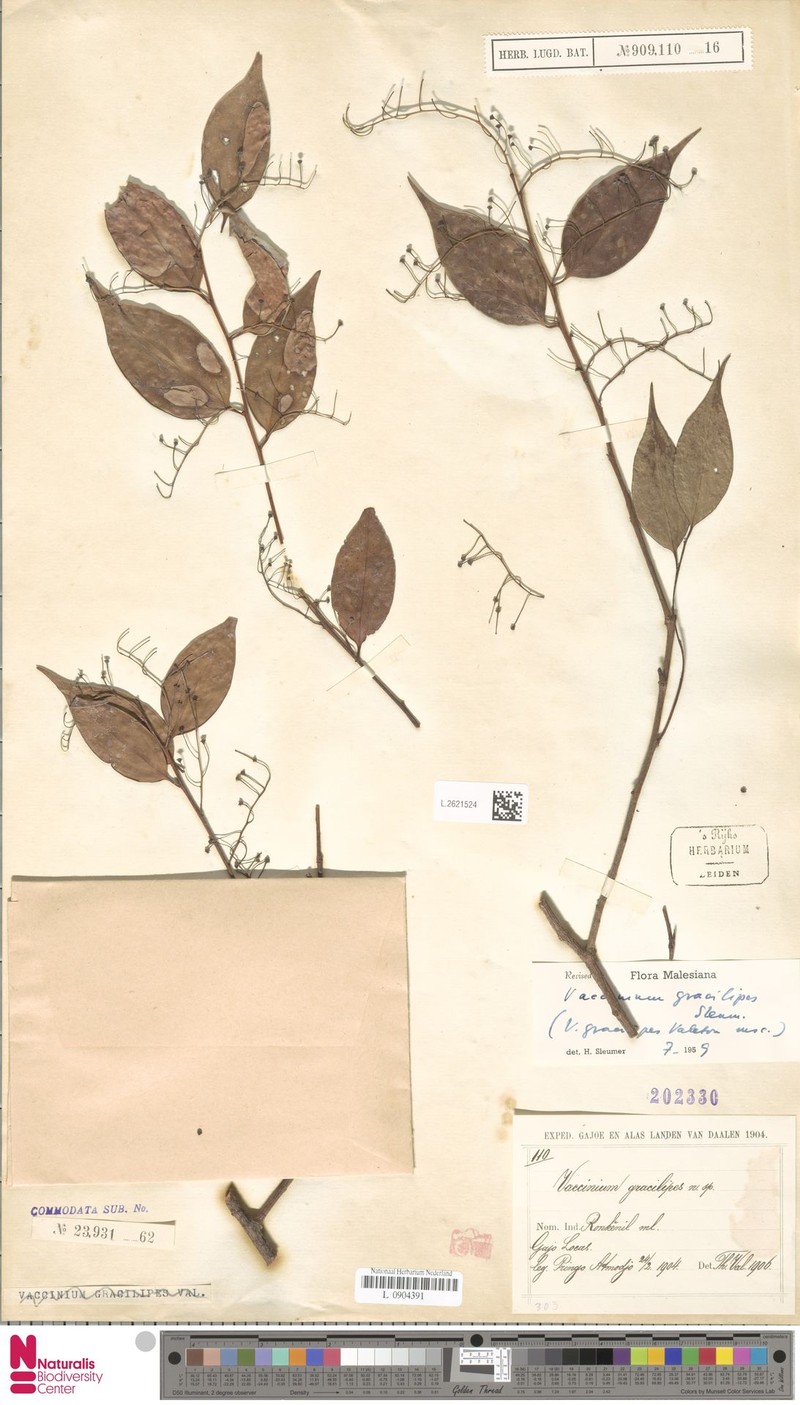 Vaccinium gracilipes photo 4