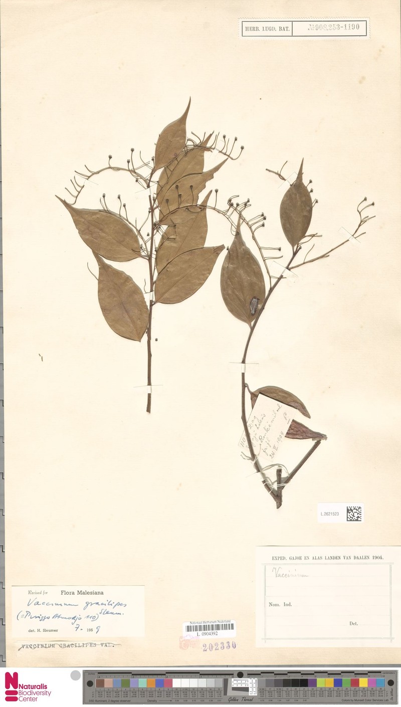 Vaccinium gracilipes photo 5