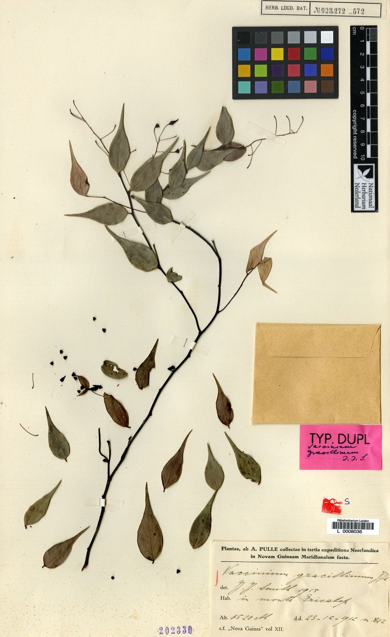Vaccinium gracillimum