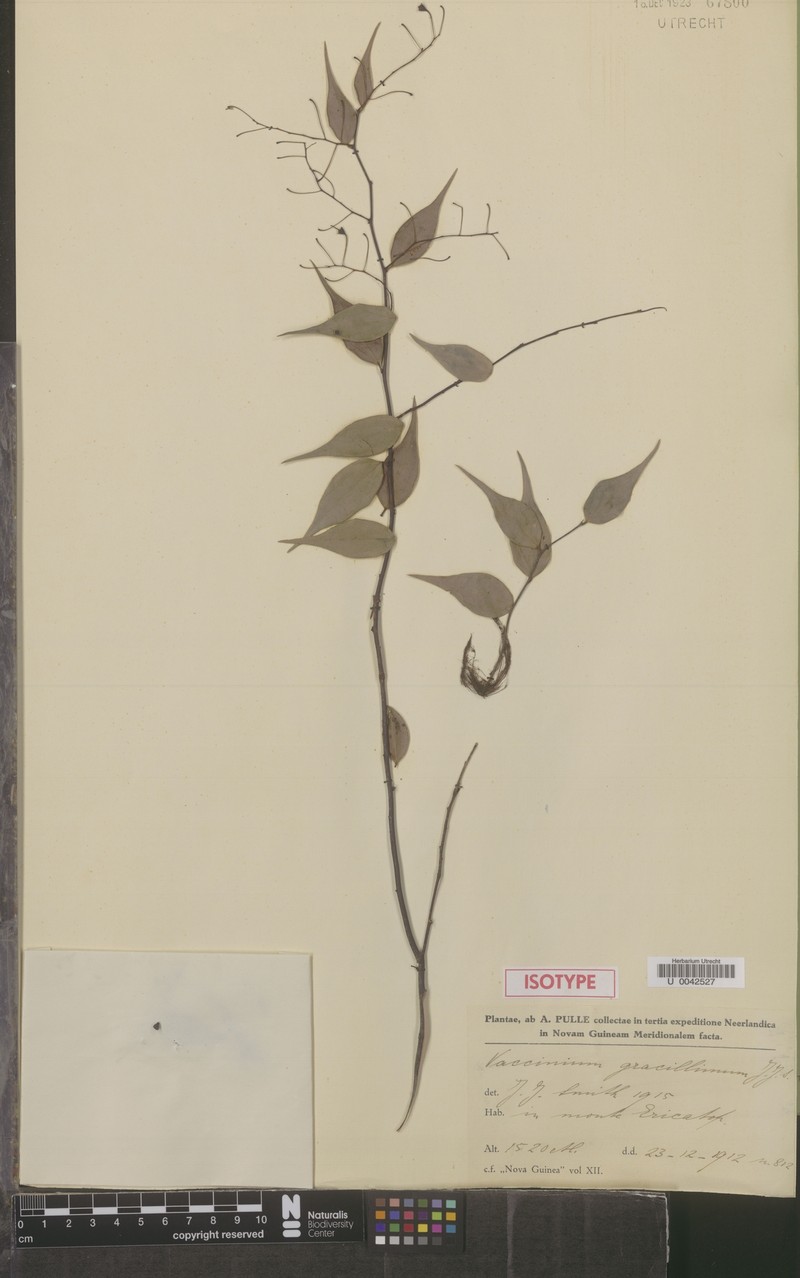 Vaccinium gracillimum photo 2