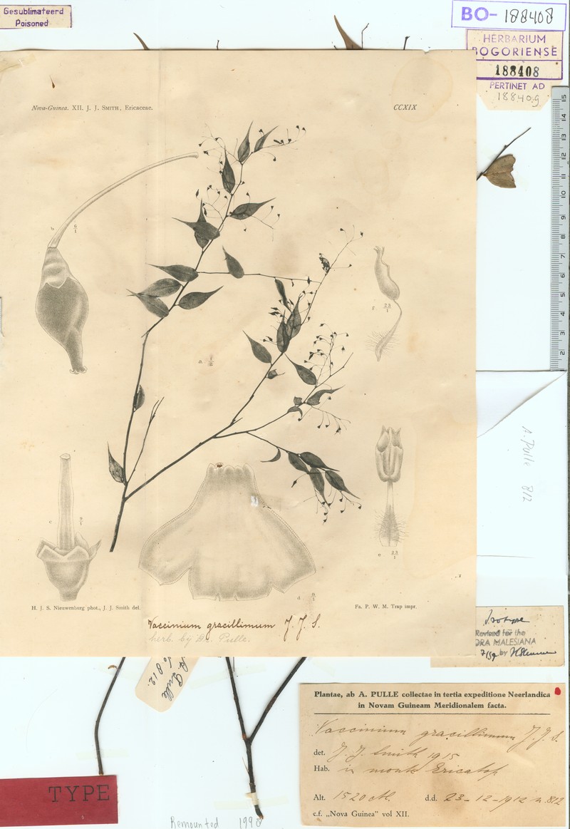 Vaccinium gracillimum photo 3