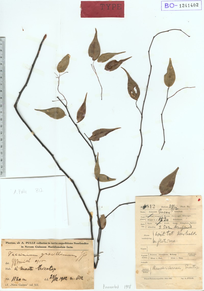 Vaccinium gracillimum photo 4