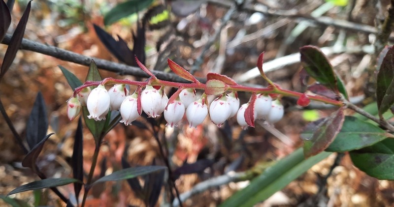 Vaccinium griffithianum