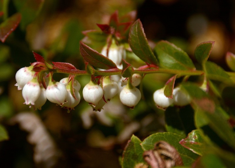 Vaccinium griffithianum photo 3