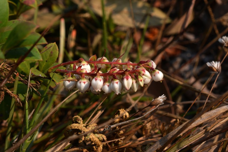 Vaccinium griffithianum photo 4