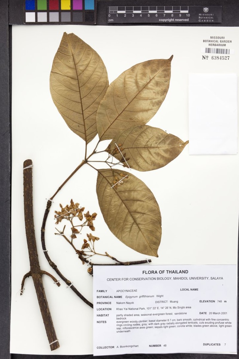 Vaccinium griffithianum photo 6
