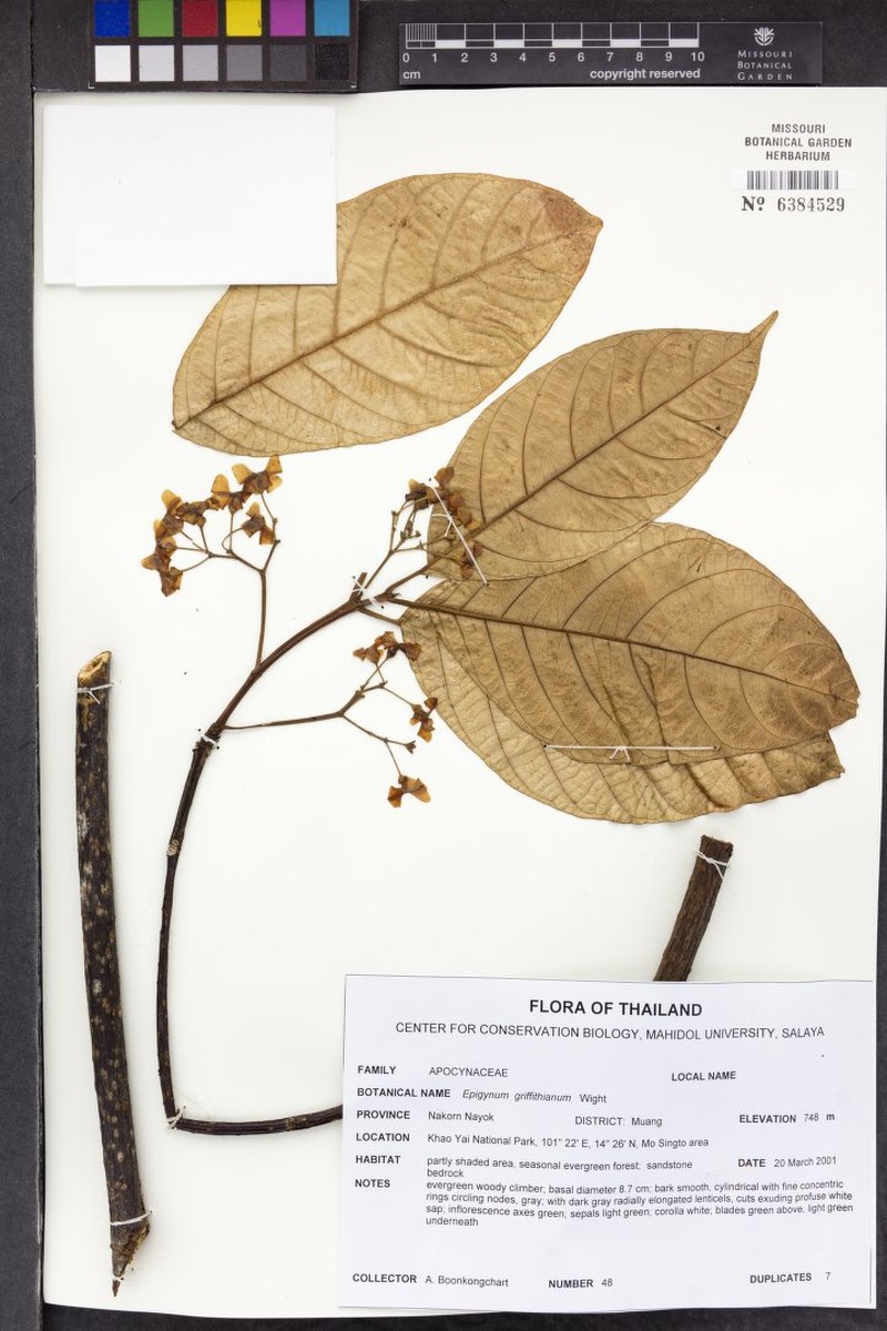 Vaccinium griffithianum photo 7