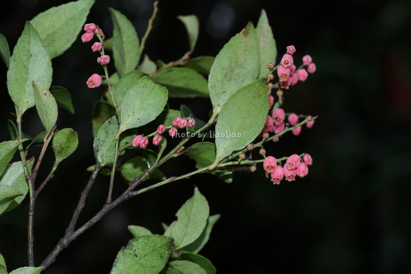 Vaccinium guangdongense