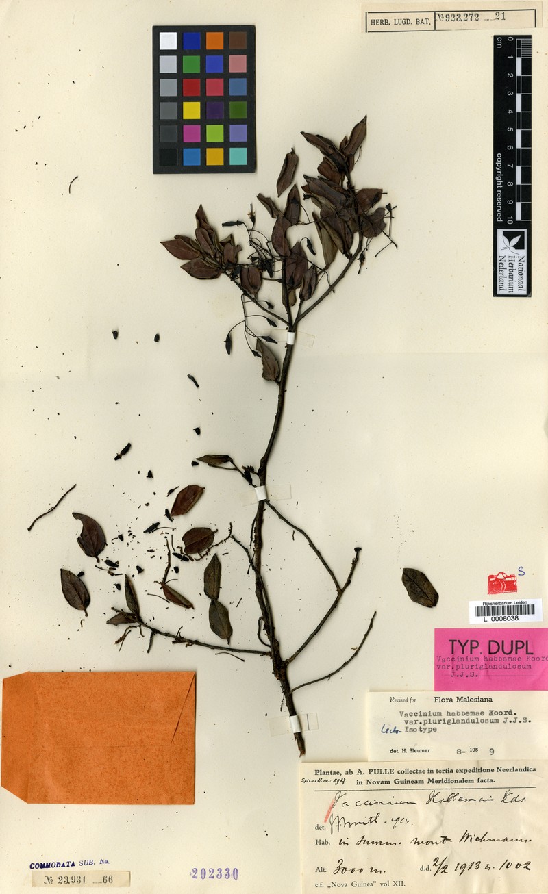 Vaccinium habbemae