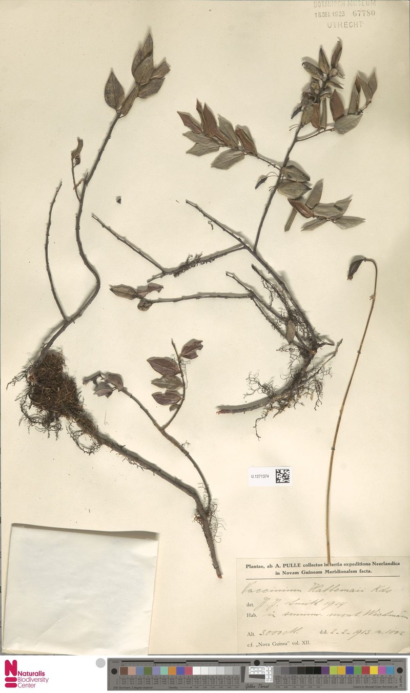 Vaccinium habbemae photo 3