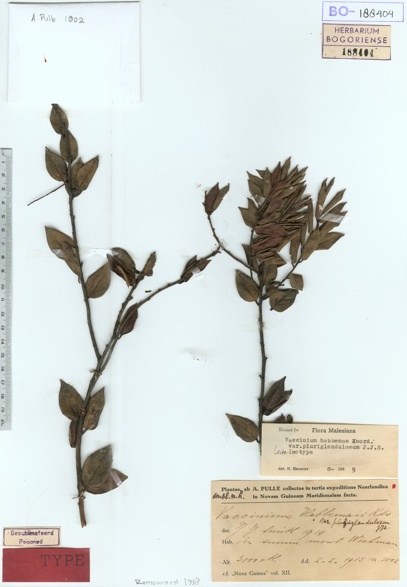 Vaccinium habbemae photo 4