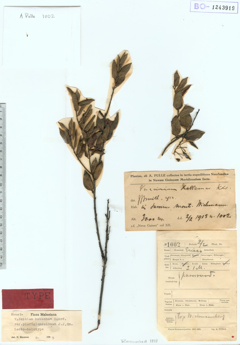Vaccinium habbemae photo 5