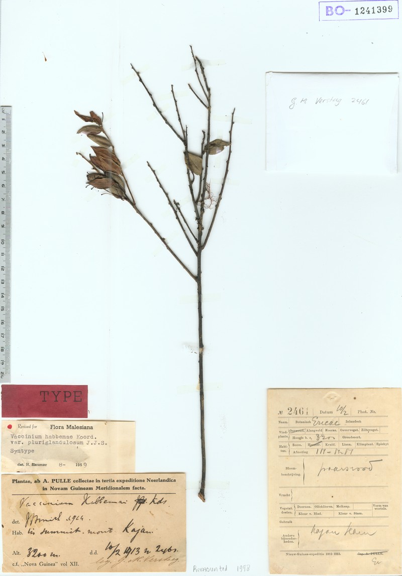 Vaccinium habbemae photo 6