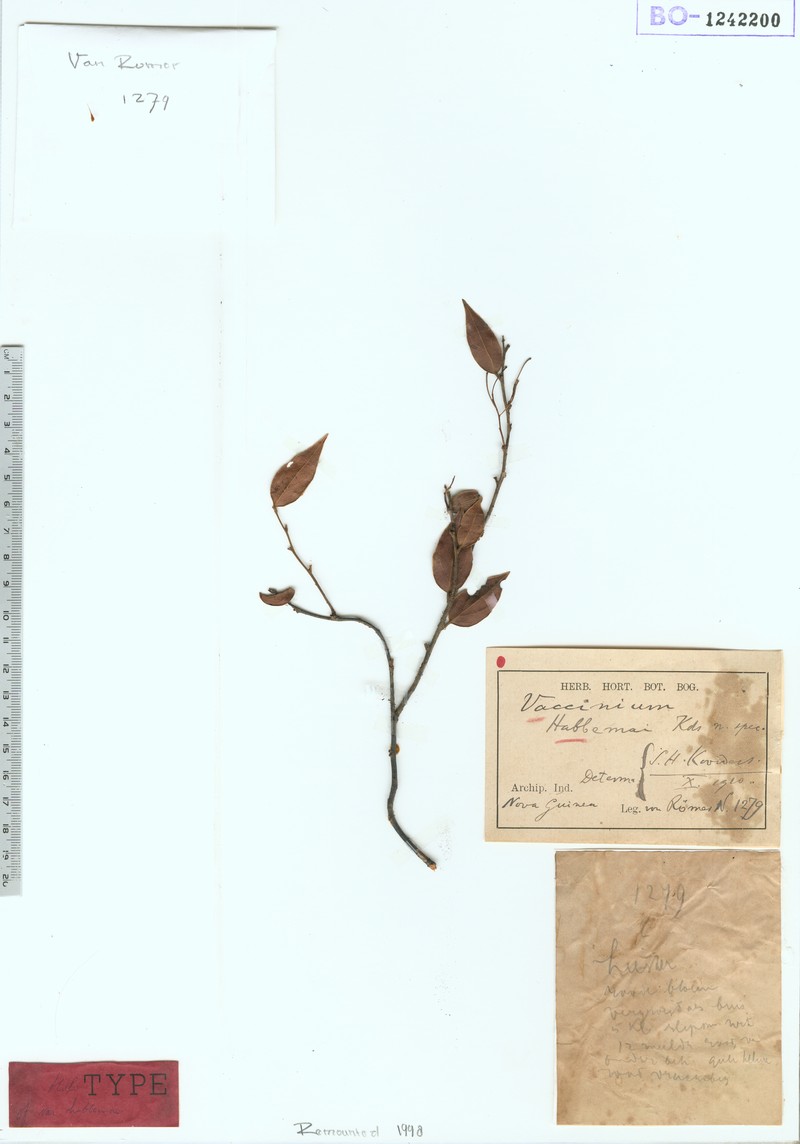 Vaccinium habbemae photo 8