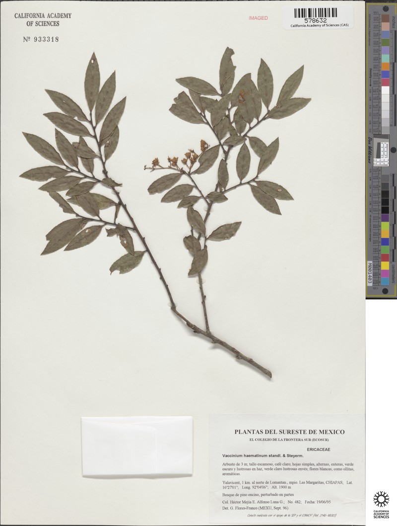 Vaccinium haematinum