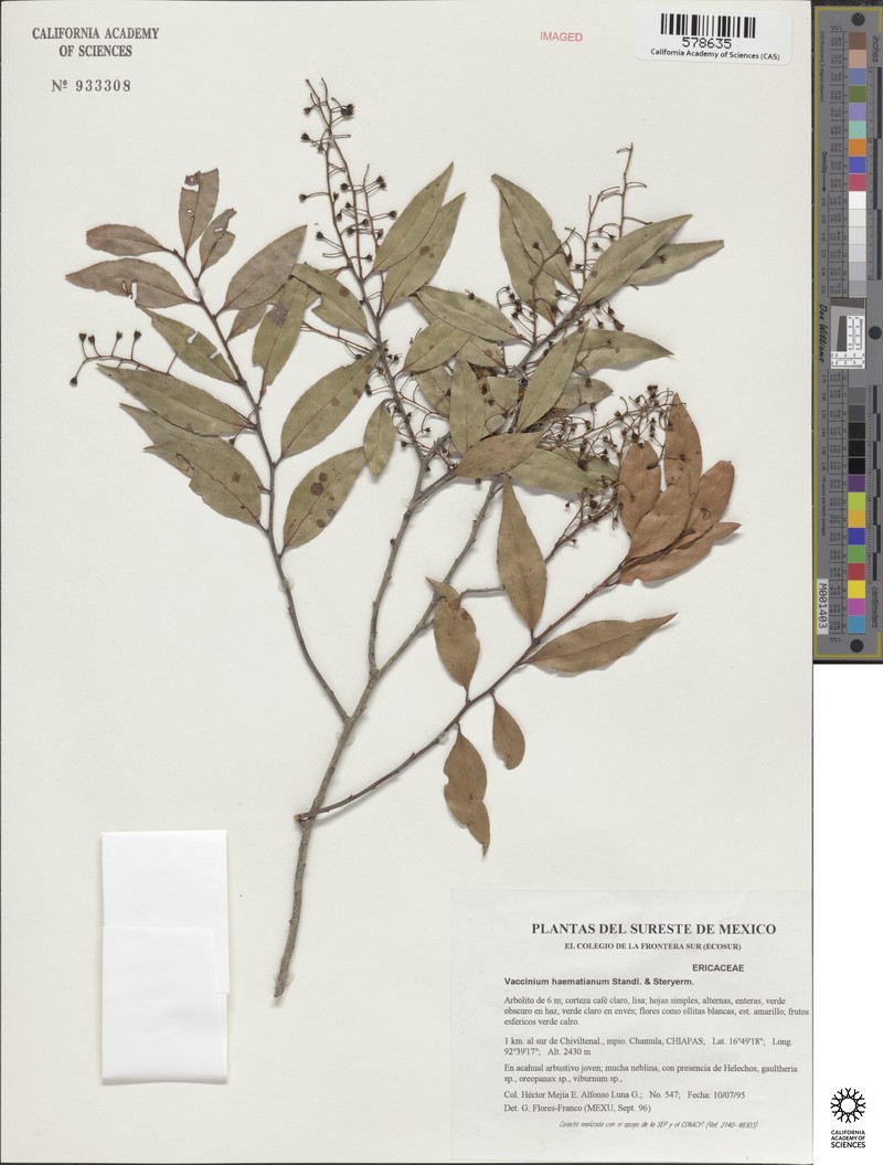 Vaccinium haematinum photo 2