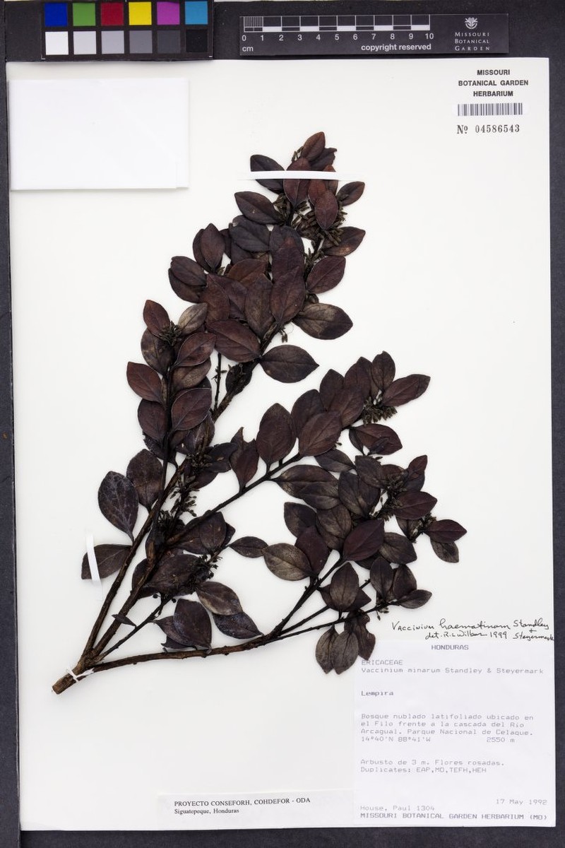 Vaccinium haematinum photo 3