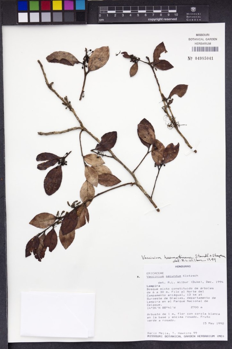 Vaccinium haematinum photo 4