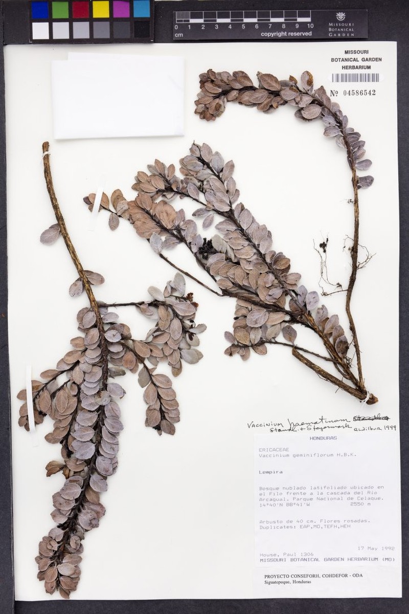 Vaccinium haematinum photo 5